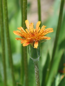 Agoseris aurantiaca